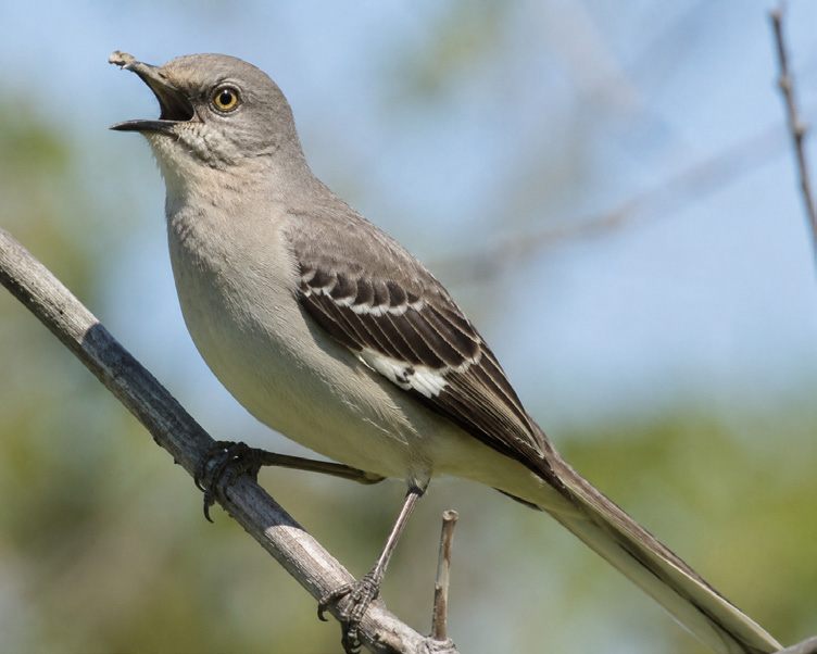Pajaro El Sinsonte del pico roto