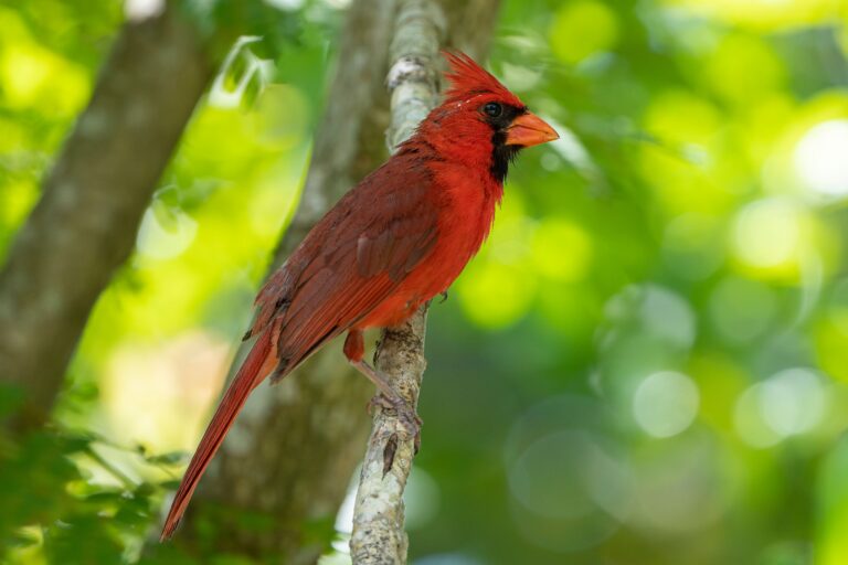 El padre cardenal